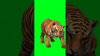 Tiger Feline Green Screen short No Copyright. #green #freegreenscreen #tiger #wildlife #feline