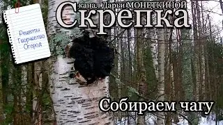 Собираем чагу (березовый гриб) и подготавливаем к сушке