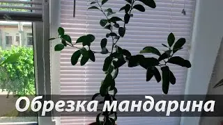 Обрезка цитрусовых на примере мандарина