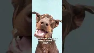 Letting a Doberman Pinscher Pick His First Homemade Meal at the Dog Shelter!