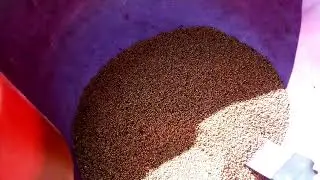 Эксперимент с протравлением семян горчицы на сидерат продолжаем  Смотрим результат