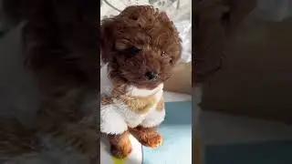 Cute poodle baby is barking 