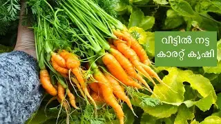 കാരറ്റ് കൃഷി / Harvesting Carrots from my garden, San Jose - California.| USA Malayalam vlog
