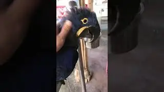 Parrot Talking - Smart And Funny Parrots Video | EP707