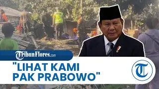 Tangis Korban Gunung Lewotobi, "Lihat Kami Pak Presiden Prabowo"
