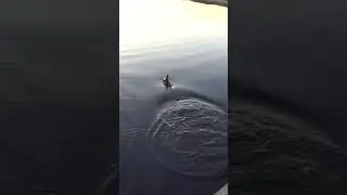 ЛОВИЛИ ТАКИМ СПОСОБОМ ЩУКУ???  #рыбалка
