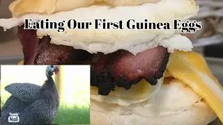 Eating our first guinea eggs