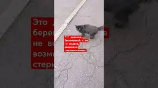 Кошка ищет дом. #котовасенька #нижнийтагил