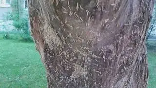 Черёмуховая моль жрёт не только черёмуху !!!