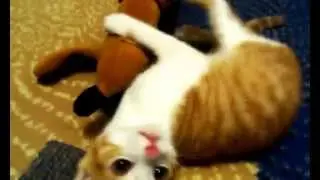 Рыжий Тигра и его друг! Котэ продакшенћ
