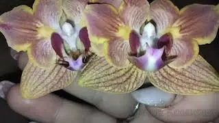 Домашнее цветение орхидеи Голд Страйп P.Fullers Gold Stripes бабочка 🦋