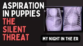Aspiration Pneumonia in Puppies - My Experience & How to Identify It