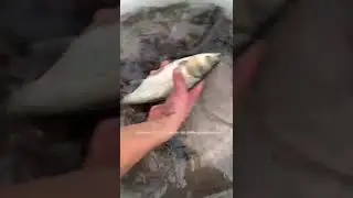 рост малька карпа и толстолобика