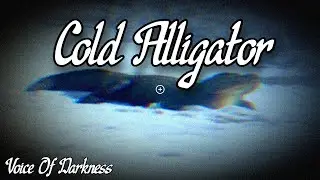 Cold Alligator (Original Song)