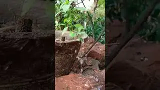 Slow-Mo Nature Photography #nature #naturephotography #trending #shorts