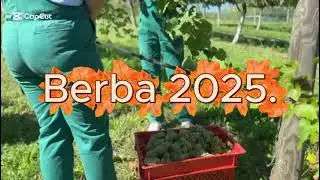 Berba 2025.