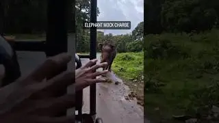 Elephant Attack 😳🔥