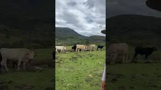 Feeding the cows at the ranch!! #rancho #vacation  #mexico #shorts