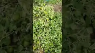 Якутские помидоры. Сорт 