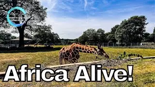 Take a walk round Africa Alive with me and let's see what they have! WE GOT SO CLOSE TO THE GIRAFFES
