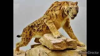 megantereon sound effects
