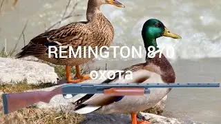 ремингтон 870(remington 870). охота на утку с помповым ружьем
