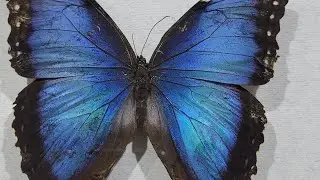 DUBAI BUTTERFLY GARDEN.🦋
