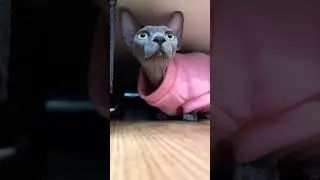 Вся мордочка в тунце😋 #cat #sphynx #shortsvideo #сфинкс #funny #hairlesscat #kitten #cute #meow