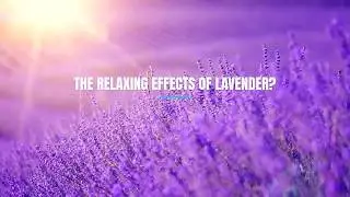 Lavender Essential Oil Pod from MojiLife