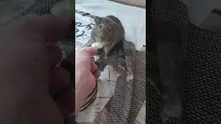 жираф і огірок #guineapig #морская_свинка #cavia #мурчак