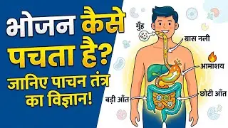 भोजन कैसे पचता हैं।। How to digest food।। भोजन का पाचन कैसे होता है वीडियो
