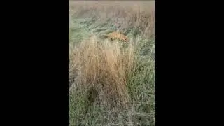 Лиса пришла в гости к бойцам ВСУ. Самое милое видео с фронта 