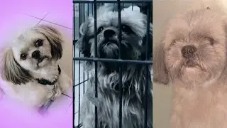 Ethan the Shih Tzu: IG Stories