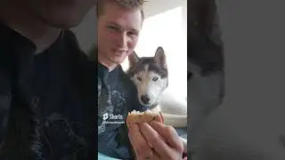 Appa the Husky is a shameless beggar
