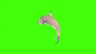 Shark swim down green screen। green screen।Shark green screen।green screen।ostad animation