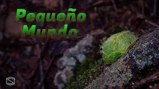 Pequeño mundo