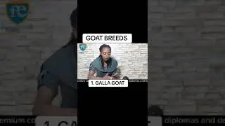 GOAT BREEDS  _GALLA GOAT
