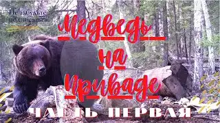 МЕДВЕДЬ НА ПРИВАДЕ. часть первая