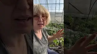 Первая подкормка томатов #дачныесоветы #рассадатоматов #дачасадогород