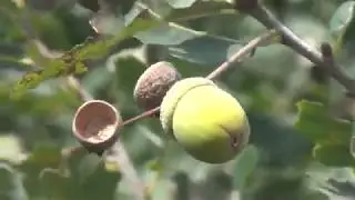 ВЫШЕЛ ИЗ ЛЕСА  И НАЧАЛ ЛЕПИТЬ ДАЛЬШЕ .
