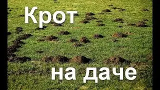 КАК ИЗБАВИТЬСЯ ОТ КРОТА НА ДАЧЕ ОГОРОДЕ | MOLE get rid of the mole