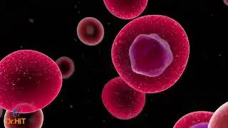 Sitoplazma ve Mitokondri Nakli / Dr.HIT