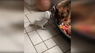 Попугай который лает!!!!