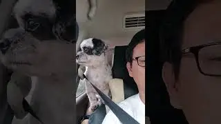 My Dogs New Found Position. Shotgun Style