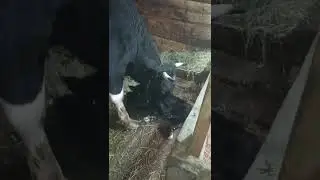 Отелилась корова.