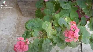 Fleurs géranium du printemps ازهار جيرانيوم في الربيع