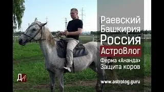 Ферма Ананда. Защита коров. Вайшнавское поселение