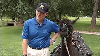 Carolina Cam - Llama Golf - WBTV