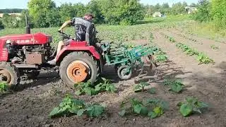 Мотиження гарбузів