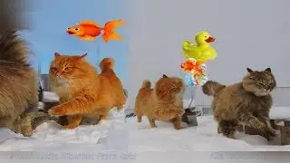 Поздравления от  Пушка с Праздником Winter in Koshlandia Siberian Farm cats